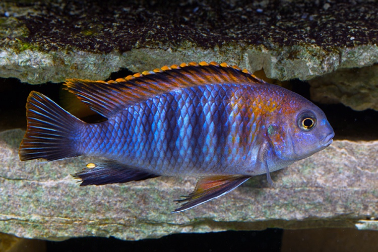 Tropheops sp. 'chilumba'